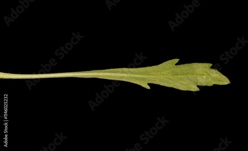 Flax-Leaf Fleabane (Erigeron bonariensis). Basal Leaf Closeup photo