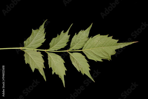 Trumpet Vine (Campsis radicans). Leaf Closeup photo