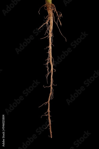 Husk Tomato (Physalis pubescens). Root Closeup photo