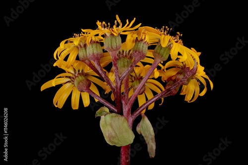 Summer Ragwort (Ligularia dentata). Synflorescence Closeup photo