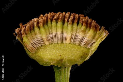 Max Chrysanthemum (Leucanthemum maximum). Receptacle and Achenes Closeup photo