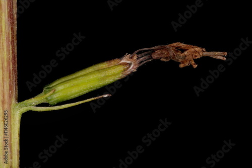 Przewalski's Leopardplant (Ligularia przewalskii). Marcescent Capitulum Closeup photo