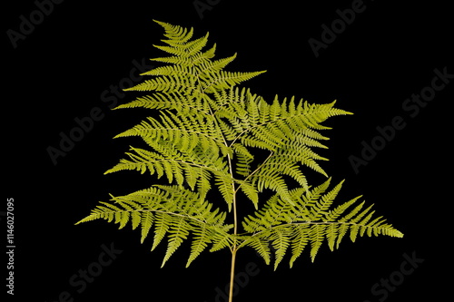 Pinewood Bracken (Pteridium pinetorum). Frond Closeup photo