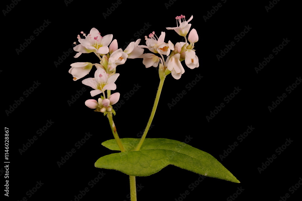 Obraz premium Buckwheat (Fagopyrum esculentum). Inflorescence Closeup