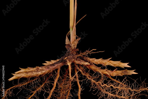 Switchgrass (Panicum virgatum). Rhizomes Closeup photo