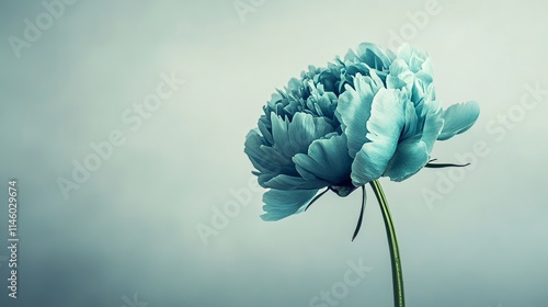 A single rich teal peony against a muted taupe background, close-up shot, Minimalist style
