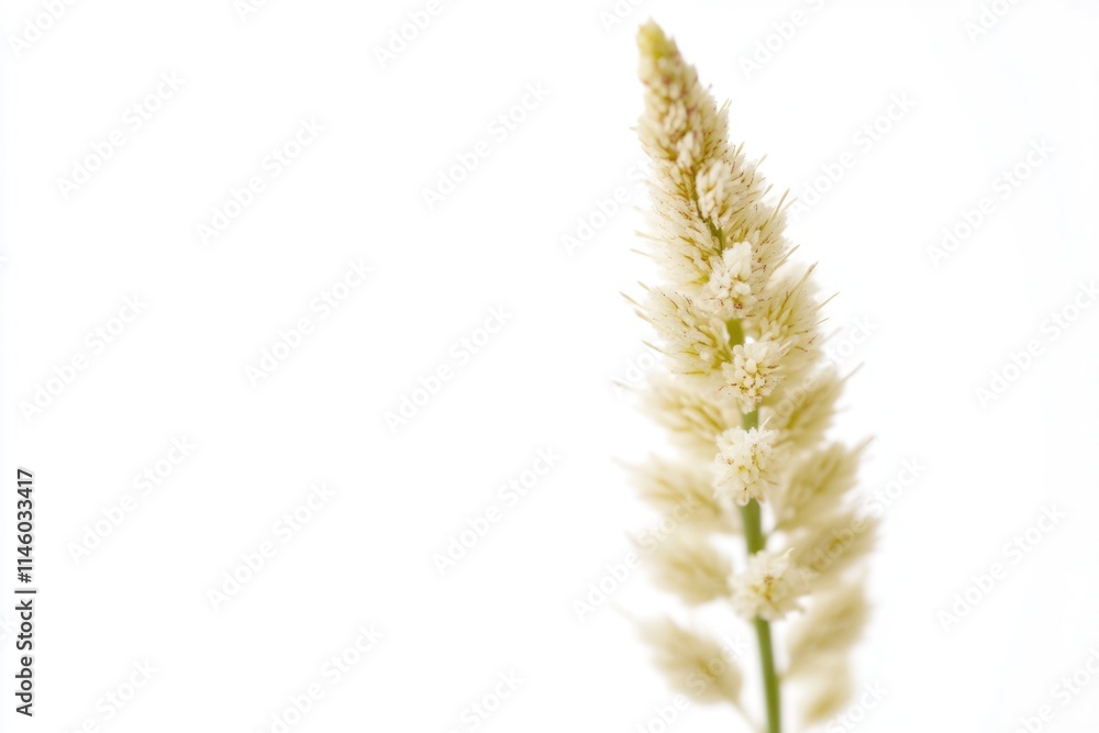 A close-up shot of a plant on a white background A close-up shot of a plant on a white background