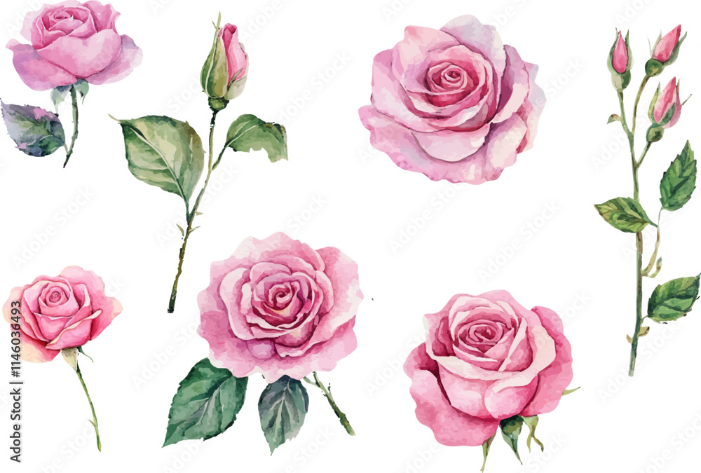 Modern Watercolor Pink Rose Modern Watercolor Pink Rose