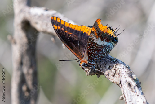 Erdbeerbaumfalter (Charaxes jasius) photo