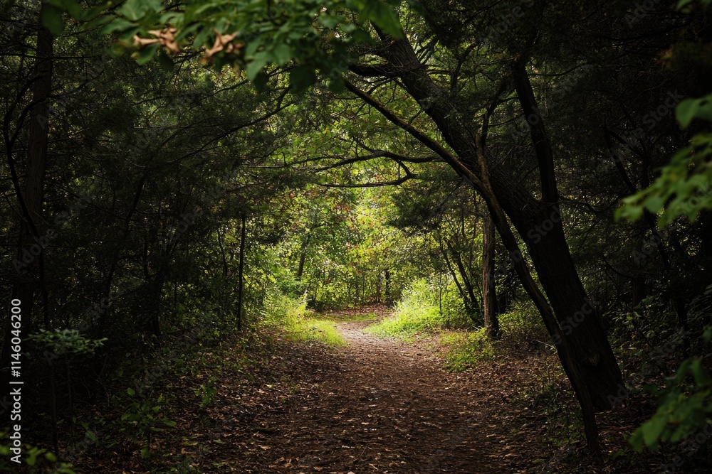 A winding dirt path through dense foliage A winding dirt path through dense foliage