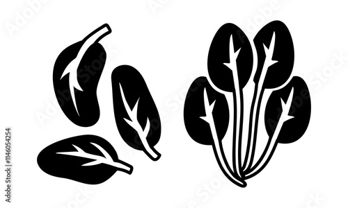 Spinach. bunch and leaves set. Culinary seasonings and spices, hand-drawn. of sketches in small details. A black outline on a white background. Vector illustration. Seasonings, spices, food additives