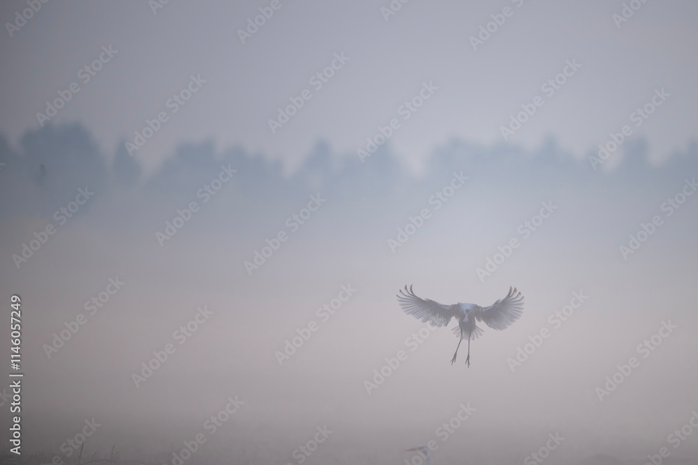 A SPoonbill in mid-flight, wings outstretched, descending gracefully against a backdrop of dense morning mist.