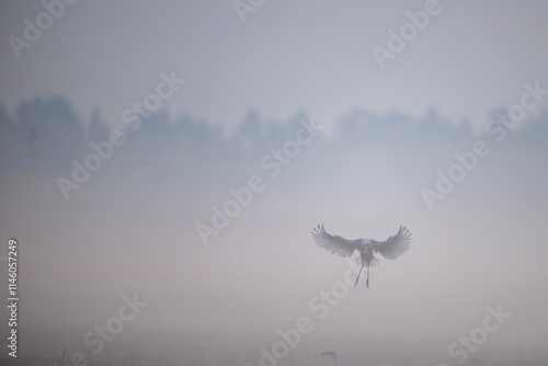 Obraz na płótnie A SPoonbill in mid-flight, wings outstretched, descending gracefully against a backdrop of dense morning mist. w salonie