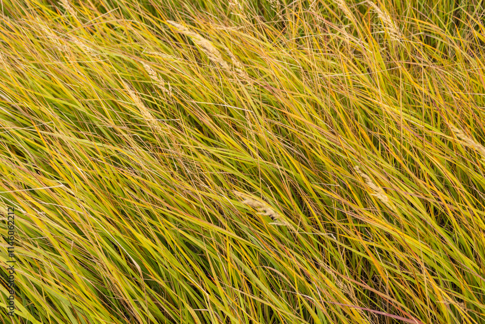 Grass on the field in early autumn. Agricultural landscape in autumn. as a background Grass on the field in early autumn. Agricultural landscape in autumn. as a background