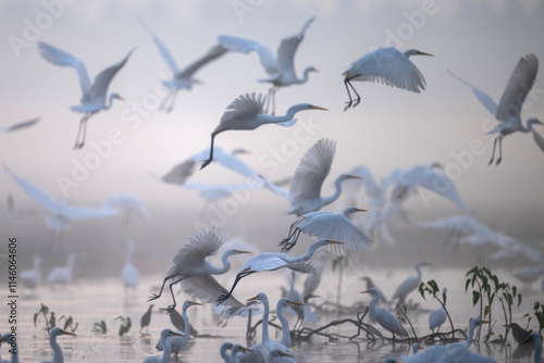 A breathtaking aerial view of numerous white egrets in flight over a misty wetland.