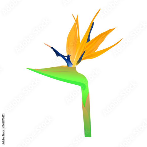 orange wildflower from South America, isolated illustration element. Vector illustration of tropical flower called crane flower, bird of paradise or strelitzia reginae.