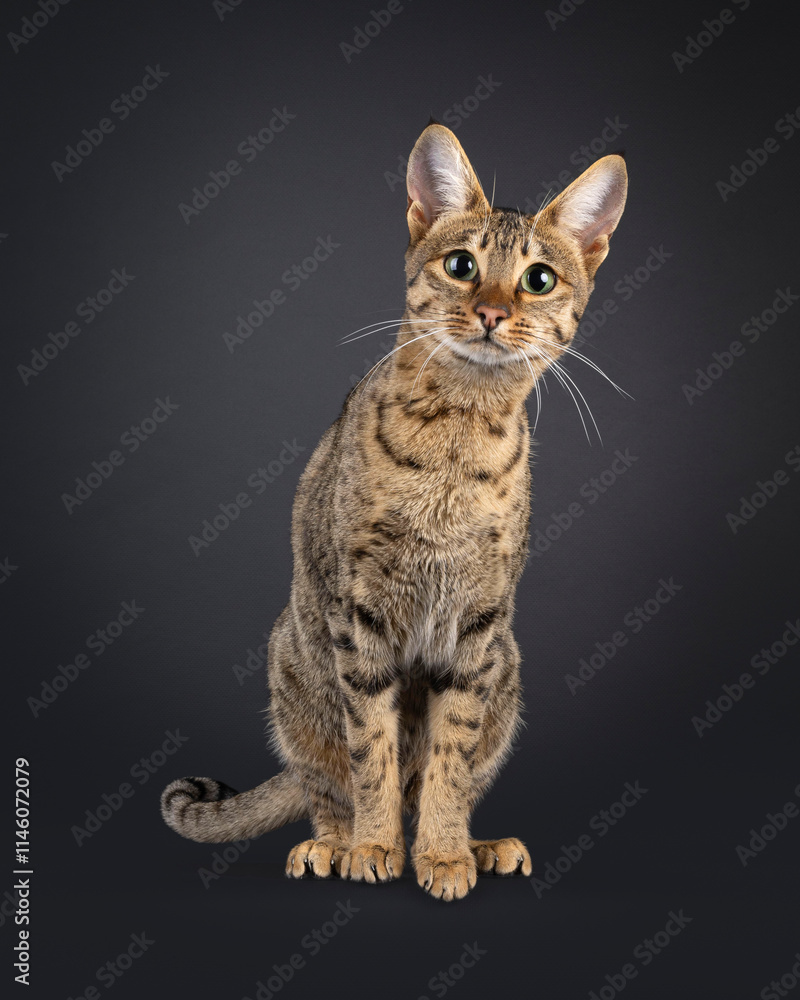 Obraz premium Gorgeous young Savannah cat, sitting up facing front. Looking curious and leaning towards camera. Isolated on a black background.