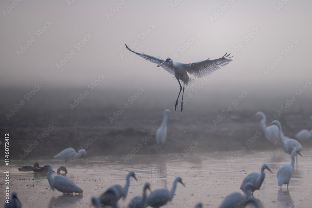 A bird in flight, landing softly, in a misty morning landscape.