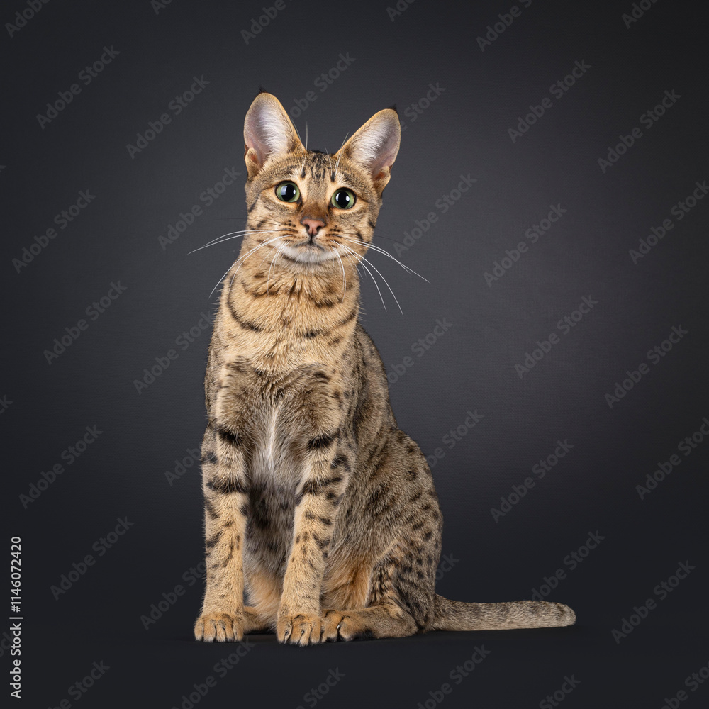 Obraz premium Gorgeous young Savannah cat, sitting up facing front. Looking curious towards camera. Isolated on a black background.