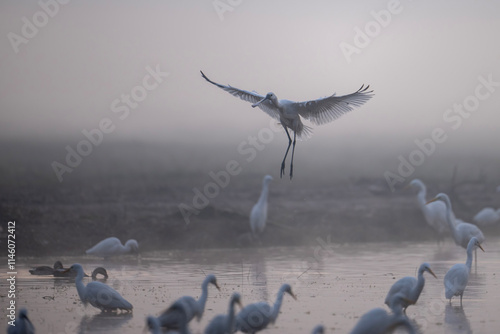 Obraz na płótnie A bird in flight, landing softly, in a misty morning landscape. w salonie