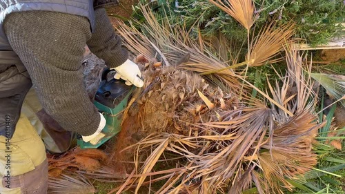 Person That Is Cutting A Dry Palm After Being Infected By Parassites
