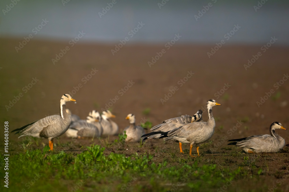geese in the grass