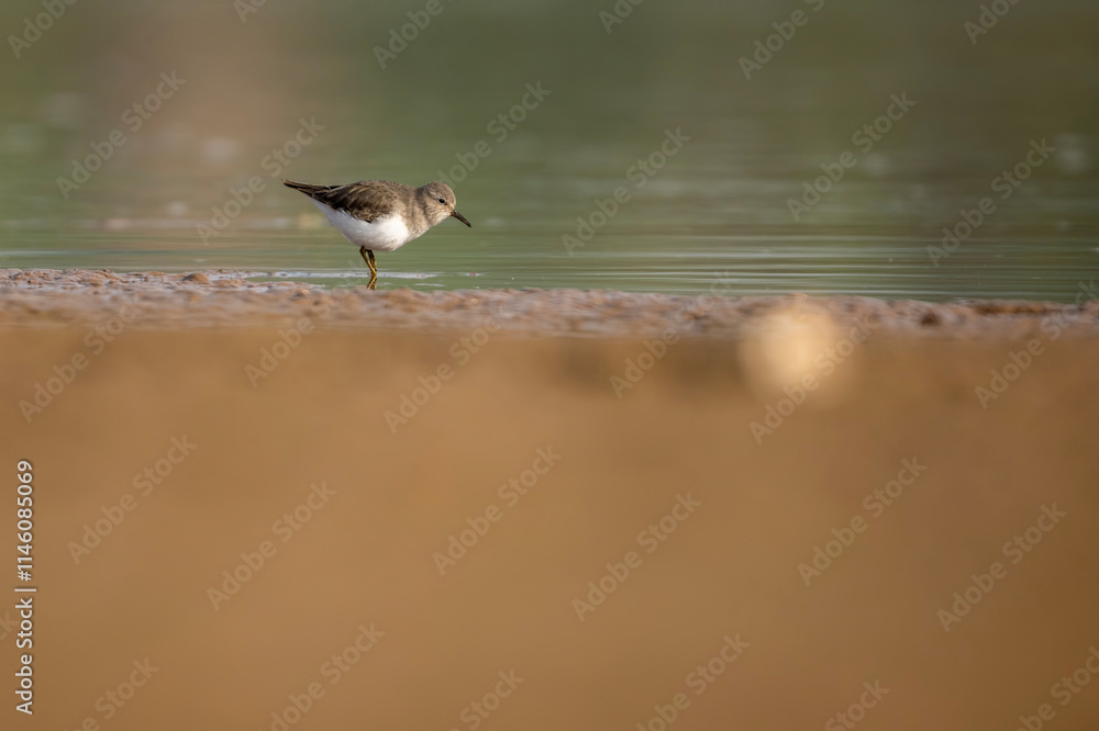 Temminck's stint in wetland