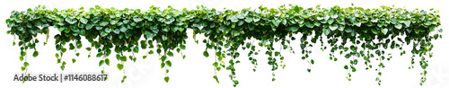 Green succulent leaves hanging vines ivy bush climbing epiphytic plant isolated on PNG background