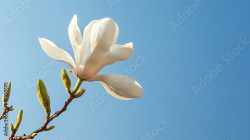 A single white magnolia blossom on a tree branch, low-angle shot, Nature style
