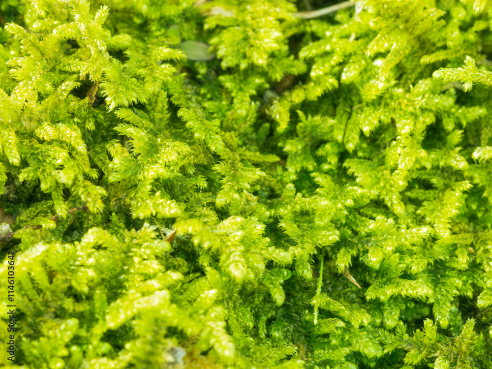冬の朝 苔のクローズアップ11 冬の朝 苔のクローズアップ11