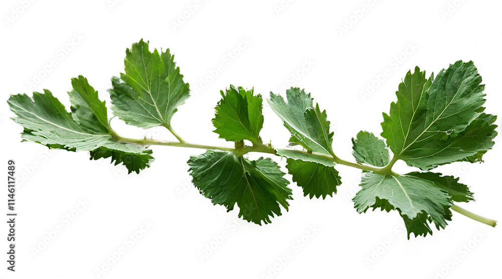 Burdock leaves with vibrant green colors on a transparent background showcasing their natural texture and shape in a clean, minimalist format Burdock leaves with vibrant green colors on a transparent background showcasing their natural texture and shape in a clean, minimalist format
