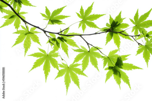 Fresh green maple leaves on branch create vibrant, natural display