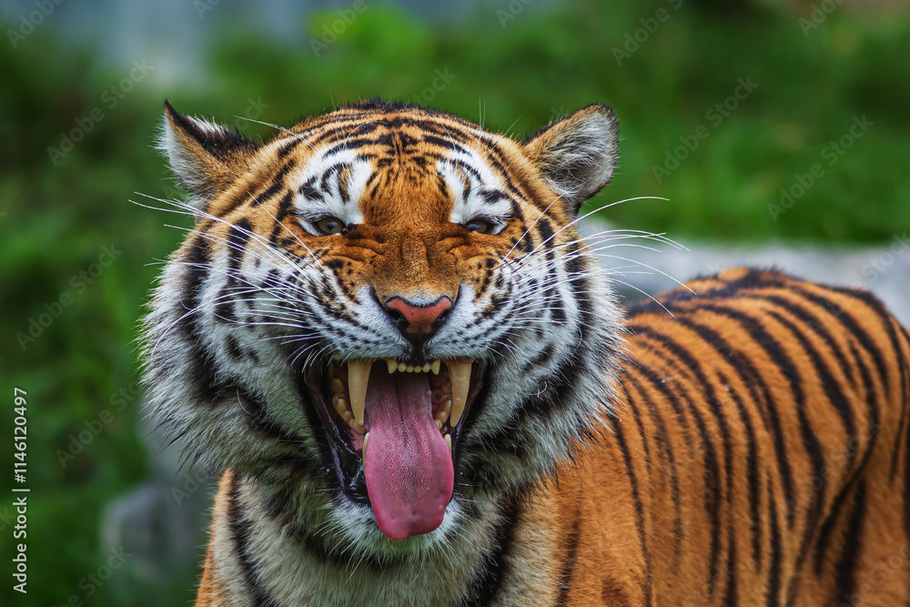 Siberian tiger (Panthera tigris tigris) a frightening grin Siberian tiger (Panthera tigris tigris) a frightening grin