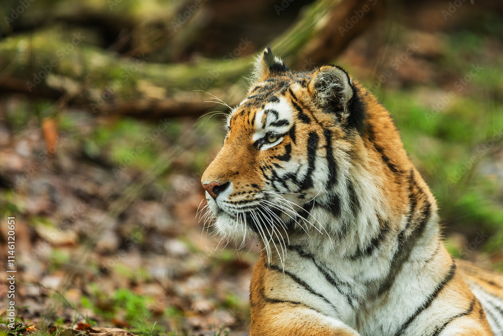 Siberian tiger (Panthera tigris tigris) close-up portrait Siberian tiger (Panthera tigris tigris) close-up portrait