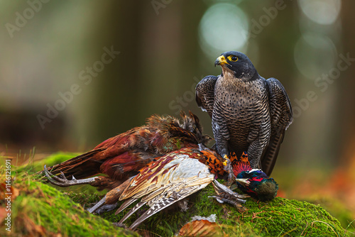 female The northern goshawk (Accipiter gentilis) with a pheasant in the woods with a backlight