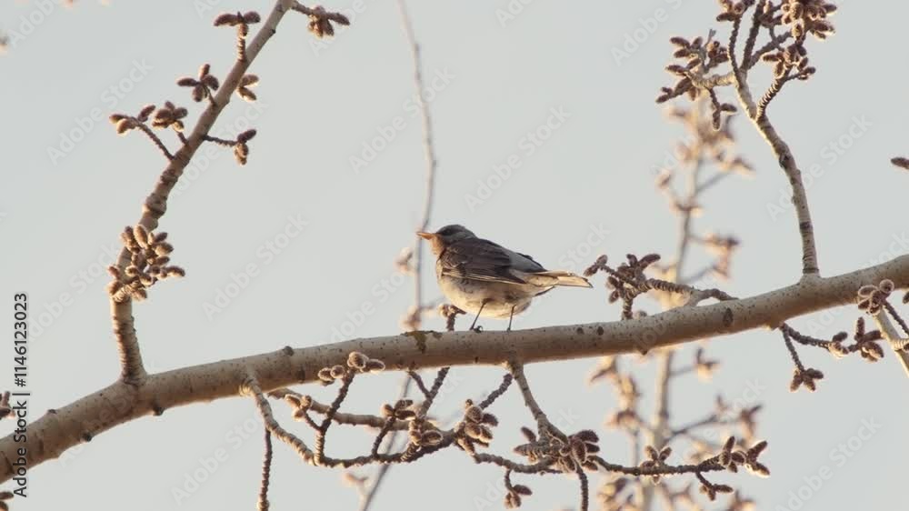 Turdus pilaris sitting on spring tree branch and singing. Captivating Turdus Pilaris A Stunning Bird on a Branch. Fieldfare Turdus pilaris, a member of the thrush family Turdidae. Turdus pilaris sitting on spring tree branch and singing. Captivating Turdus Pilaris A Stunning Bird on a Branch. Fieldfare Turdus pilaris, a member of the thrush family Turdidae.