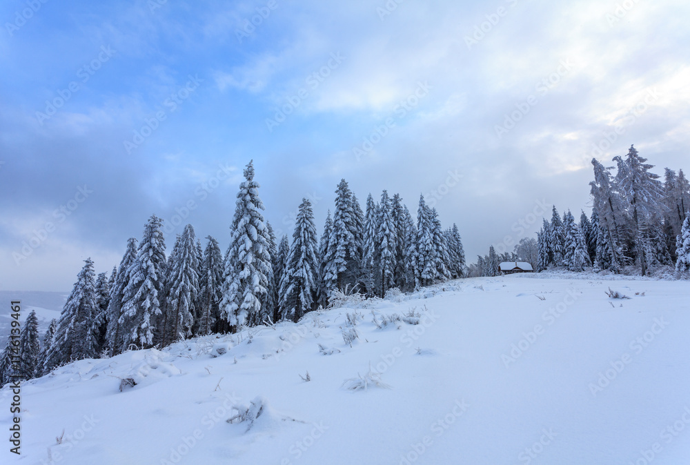Fototapeta premium snow covered trees