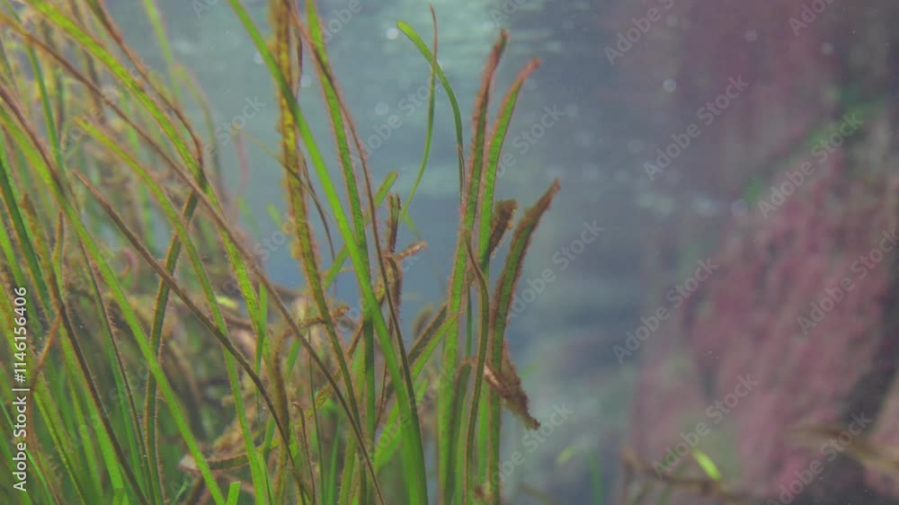 沢山の魚と揺れる水草、Submerged plants 沢山の魚と揺れる水草、Submerged plants