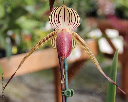 Beautiful Long-Petaled Orchid Hybrid Paphiopedilum stonei x rothschildianum in Bloom. photo