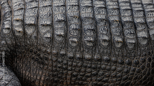 crocodile skin texture close up	
