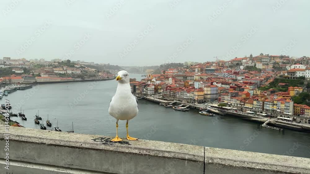 A Seagull Serenely Overlooks Portos Breathtaking Scenic River View with its Beautiful Surroundings A Seagull Serenely Overlooks Portos Breathtaking Scenic River View with its Beautiful Surroundings