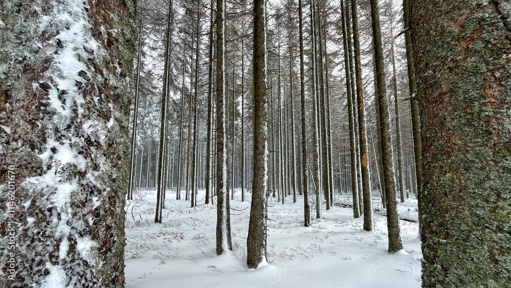 Fototapeta premium Beautiful European forest in winter, nestled in the picturesque Bohemian Forest, is a winter wonderland for skiing enthusiasts. With pristine slopes and stunning landscape views.