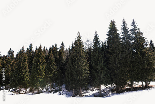 A serene winter forest featuring tall evergreen trees standing on a snow-covered ground under a clear white sky. Perfect for nature, winter, or outdoor themes. photo