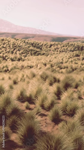 Very remote spinifex grass covered spot in the Great Victoria Desert in central Australia photo