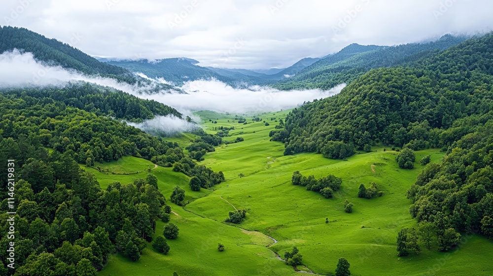 Fototapeta premium Lush green valley with low fog rolling between forested mountains under an overcast sky.