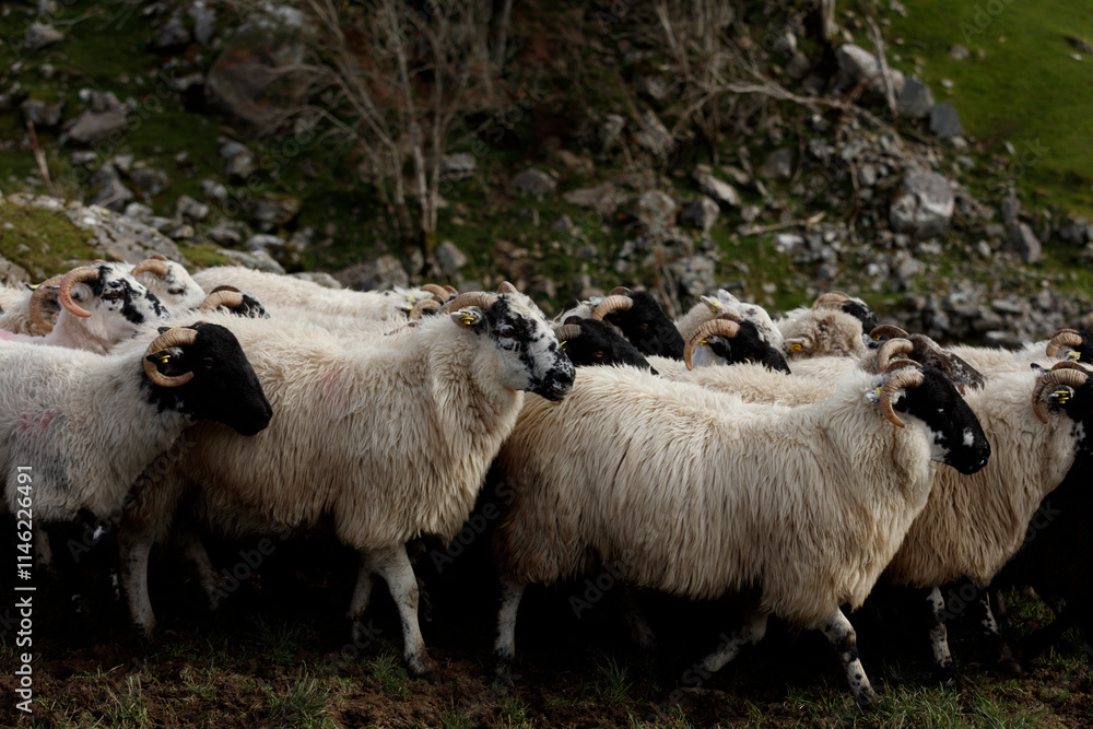Flock of sheep, predominantly white with black markings, grazing on a rocky hillside. Close-up view of woolly bodies and horns. Flock of sheep, predominantly white with black markings, grazing on a rocky hillside. Close-up view of woolly bodies and horns.