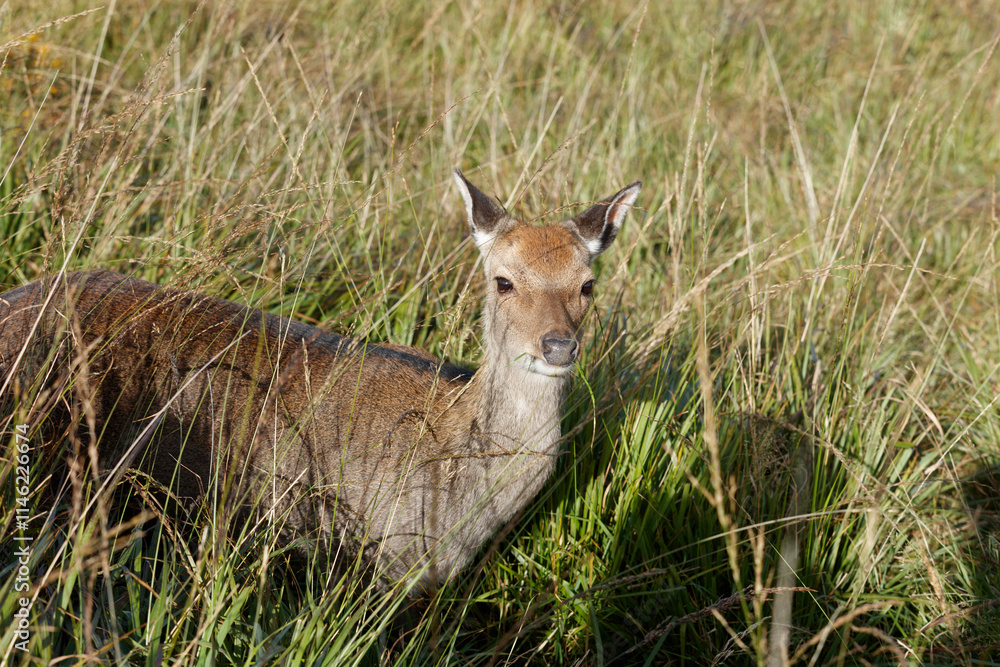 A young deer blends into tall grass. Partial view, showcasing camouflage. A young deer blends into tall grass. Partial view, showcasing camouflage.