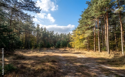 Beautiful forest landscape with trees and sunlight in autumn, a sunny day in the pine woods. Great for a background or wallpaper.