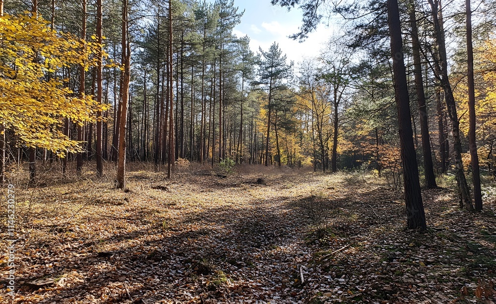 Beautiful forest landscape with trees and sunlight in autumn, a sunny day in the pine woods. Great for a background or wallpaper. Beautiful forest landscape with trees and sunlight in autumn, a sunny day in the pine woods. Great for a background or wallpaper.