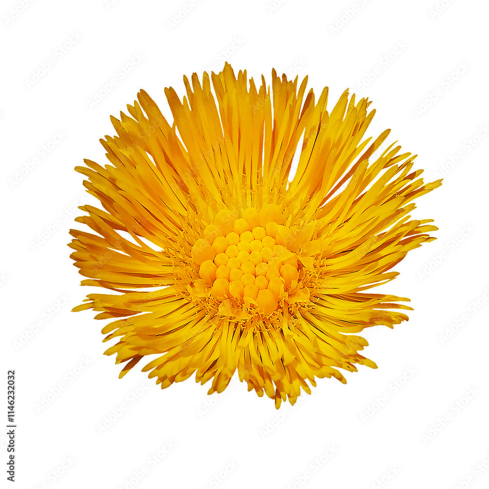 Yellow coltsfoot flower. Flower isolated on background. Close-up. Transparent background. Yellow coltsfoot flower. Flower isolated on background. Close-up. Transparent background.
